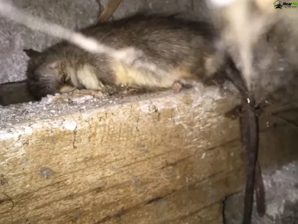 Dead Rat Removal Beechmont